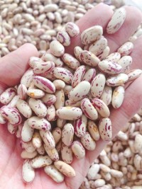 Non-GMO Sugar Beans for sale