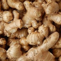Premium Fresh Ginger Root – Aromatic & Natural Spice for Cooking and Tea