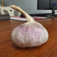 Garlic and Fresh Garlic