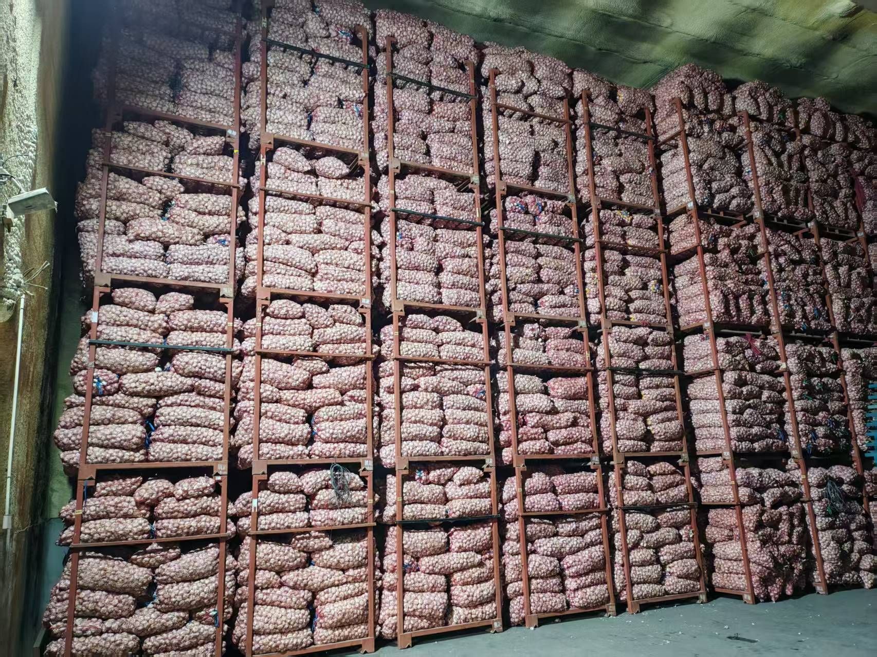 Garlic and Fresh Garlic