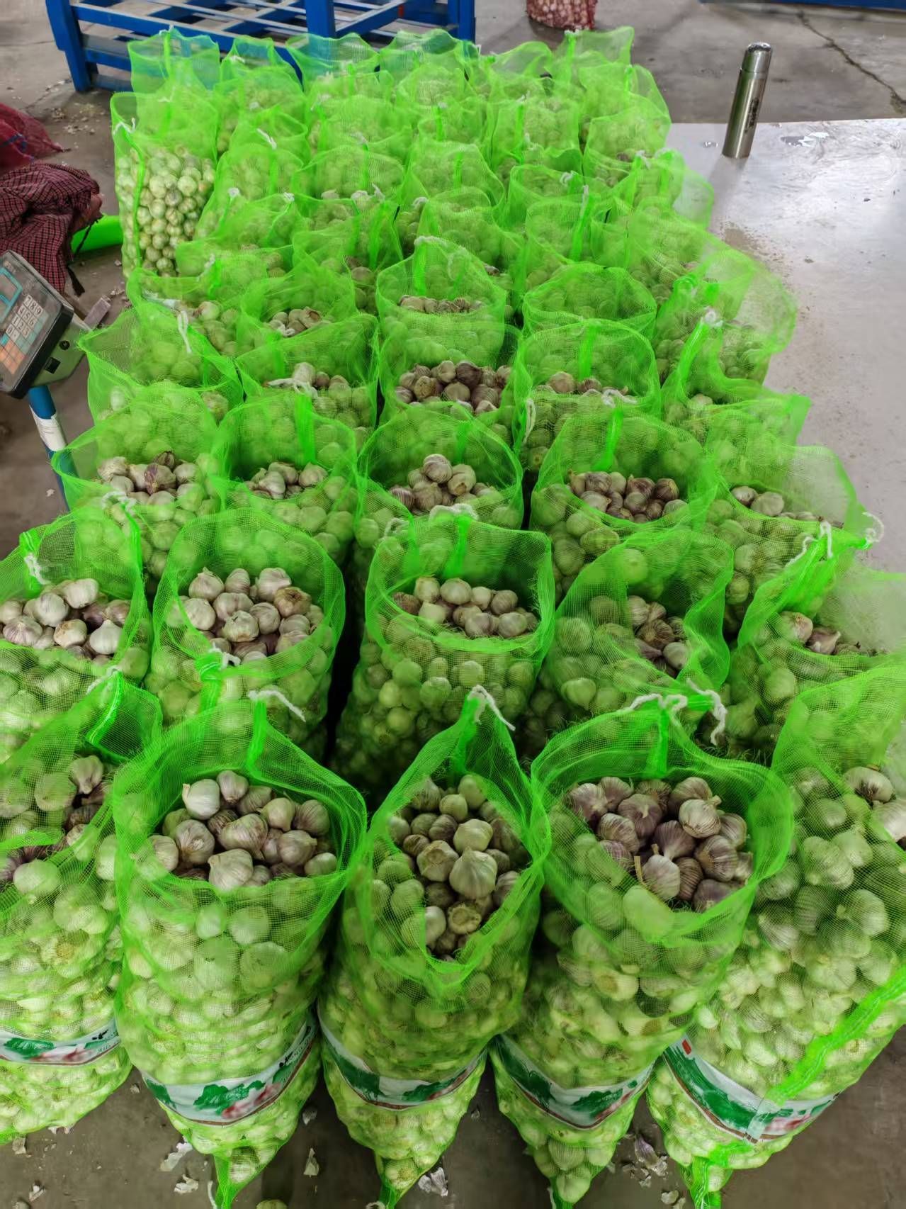 Garlic and Fresh Garlic