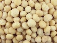 Hot Sale High Quality Macadamia Nuts