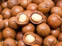 Hot Sale High Quality Macadamia Nuts